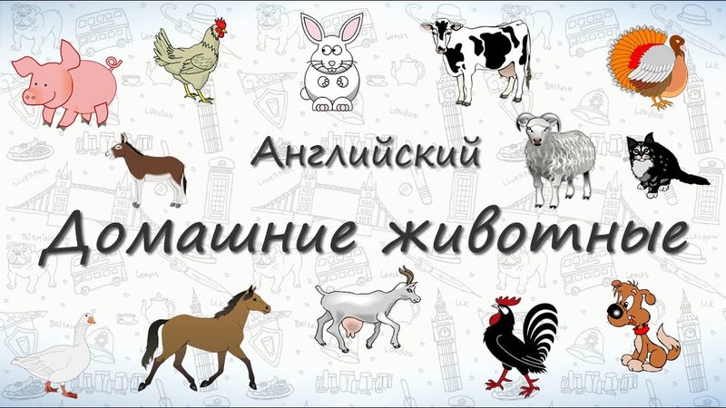 Домашние животные на английском. ВИДЕОТРЕНАЖЕР