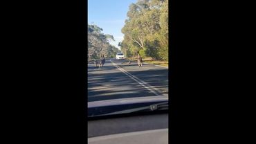 Mob of kangaroos cause chaos on busy Aussie road