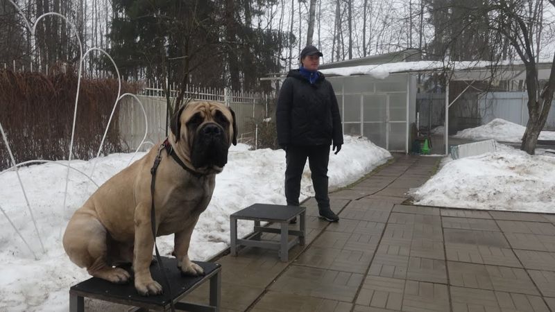 Догтренинг 596. Стая бульмастифов. Становление контроля со сменой управления каждые 10 минут.
