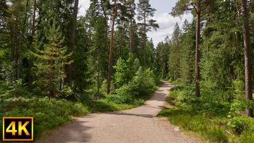1 hour relaxing forest track walk - 4K Virtual Nature Forest Walking