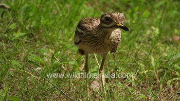 Eurasian Stone Curlew incubates eggs on ground nest, roams around with chicks on successful hatching