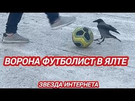 ЧУДО - ВОРОНА ФУТБОЛИСТ В ЯЛТЕ