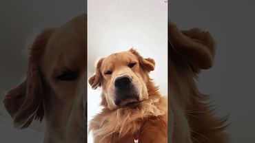 When you raise a golden retriever #funnyvideos #pet #funny #shortsfeed