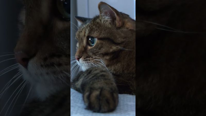 Порядочный человек 😉🤔🙀🤣 #cat #кот #юмор #котушка #приколы #позитив #топ