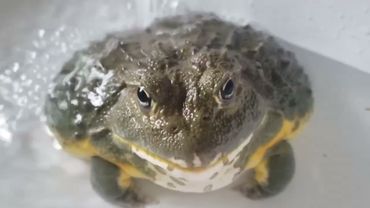 смешная жаба моется