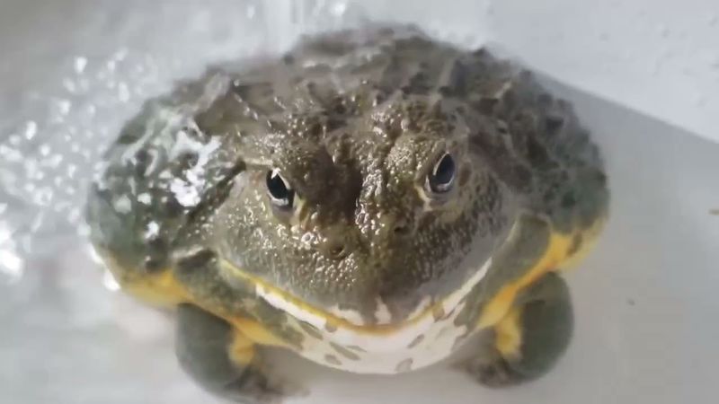 смешная жаба моется
