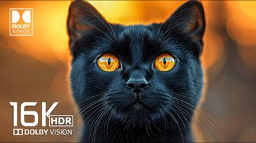 Dolby Atmos - 16K HDR Video ULTRA HD - Dolby Vision