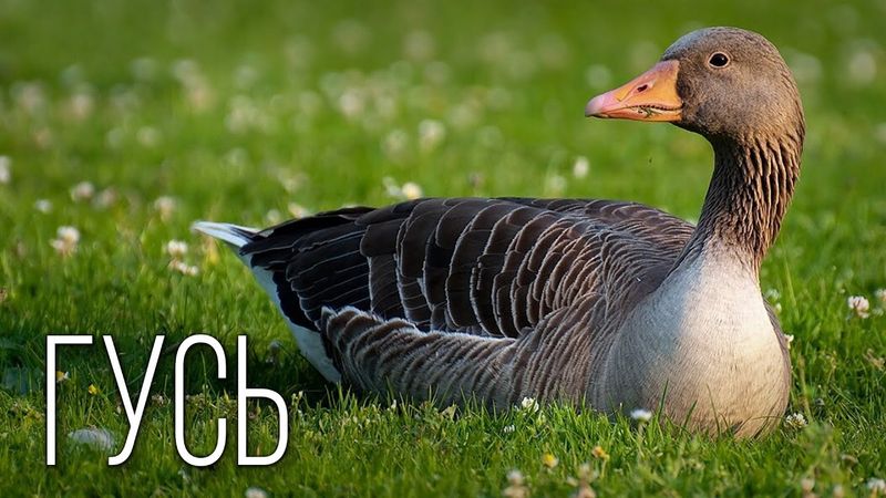 Гуси: Пернатые Путешественники | Интересные факты про гуся