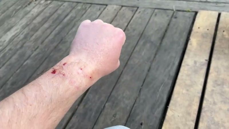 Алиса - лиса. Игнис меня укусил, а Алиса всех строит