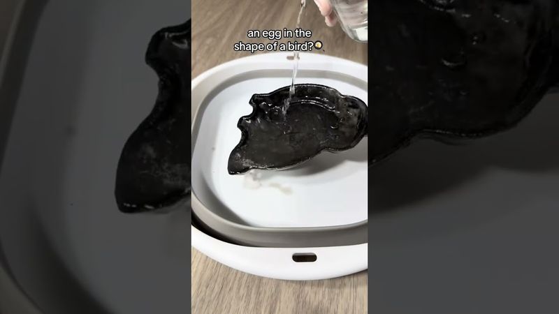 What would you use this frying pan for? #asmr #cleantok #recycle #goodwill