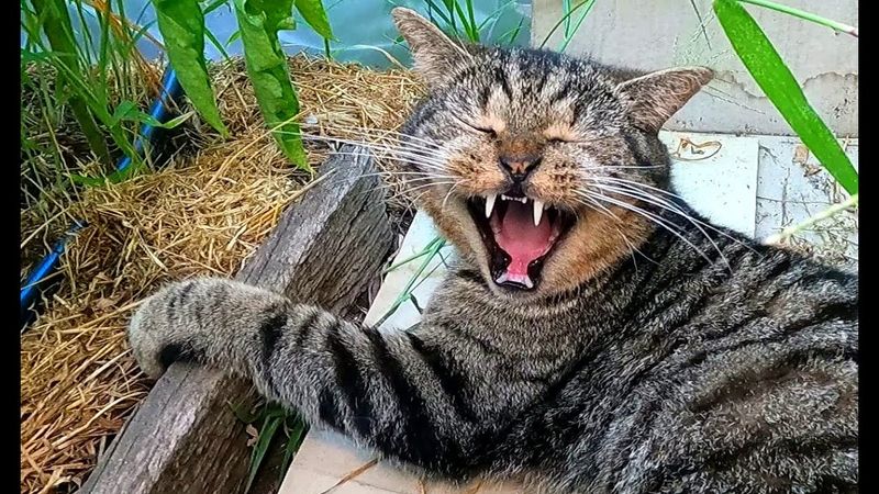 #Славянск. 31 июля 2025г. Вечер.