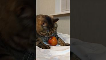 Упало яблоко 🍎🙀🤔🤣 #cat #кот #юмор #котушка #приколы #цитаты #смех