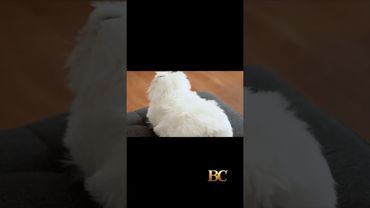 These robot cats have glowing eyes and artificial heartbeats