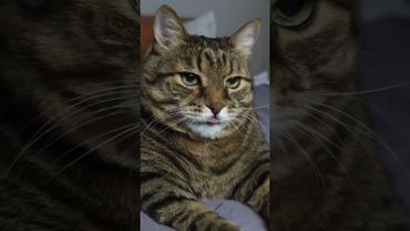 Как в цирке 🎪🤡🙀🤣 #cat #кот #юмор #котушка #приколы #цитаты #смех