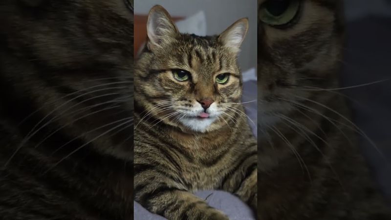 Как в цирке 🎪🤡🙀🤣 #cat #кот #юмор #котушка #приколы #цитаты #смех