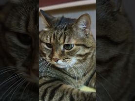 Коньяк и виски 🥃🙀😉🤣 #cat #кот #юмор #котушка #приколы #цитаты #смех