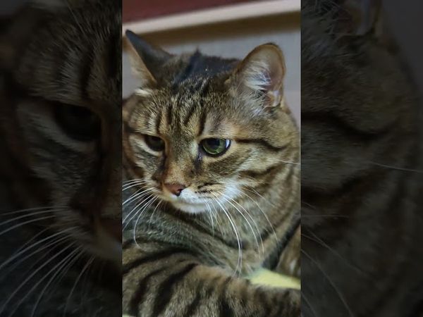 Коньяк и виски 🥃🙀😉🤣 #cat #кот #юмор #котушка #приколы #цитаты #смех