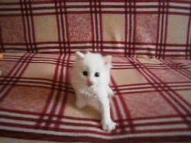 котэ плюётся, и дерётся