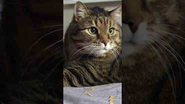 Если спорить 🙀🤔😉🤣#cat #кот #юмор #котушка #приколы #цитаты