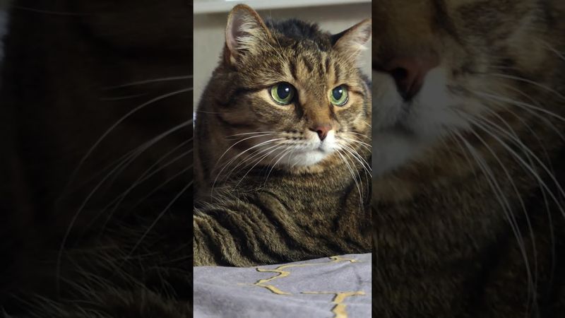 Если спорить 🙀🤔😉🤣#cat #кот #юмор #котушка #приколы #цитаты