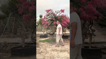 Have you ever seen the magical shape of a tree growing into a chair? #youtubeshorts #knowledge