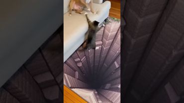 so crazy#trending #shortvideos #viral #crazy #dog #cat #baby