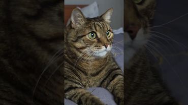 Успех медицины 🚑🏥😷🤔#cat #кот #юмор #котушка #приколы #цитаты #смех