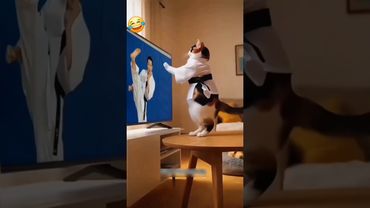 Cat, why did you kick my TV? #cat #shorts