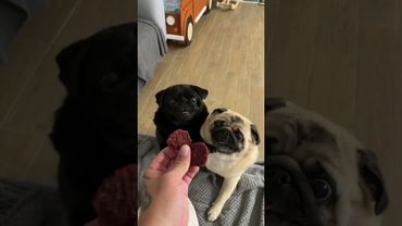 Борьба за еду #shorts #мопс #прикол