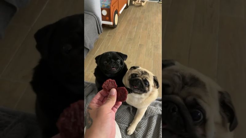 Борьба за еду #shorts #мопс #прикол