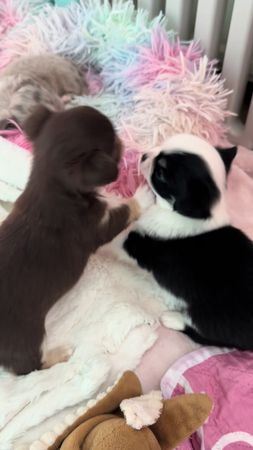 😅 hier geht es jetzt wieder richtig los 😂 #chihuahua #puppylove #fyp ...