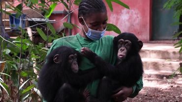 Deforestation displaces chimps and puts water supply at risk in Sierra Leone | AFP