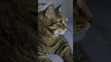 За мужество 🙀😉🤗🤣 #cat #кот #юмор #котушка #цитаты #пародия #озвучка #приколы