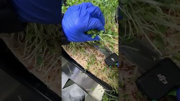 Microgreens ASMR🌱 #gardening #microgreens #asmrsounds #asmrvideos #asmrvideo #asmr #asmrshorts