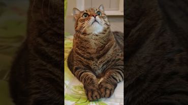 На свадьбе 🤾💐🙀🤣 #cat #кот #юмор #котушка #приколы #цитаты