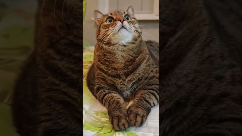 На свадьбе 🤾💐🙀🤣 #cat #кот #юмор #котушка #приколы #цитаты