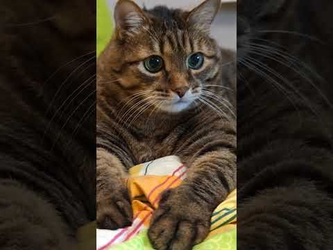 💃 Как водка🍶🙀😉🤣#cat #кот #юмор #котушка #приколы #цитаты