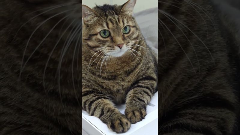 2•2=5 💃🙀😉🤣 #cat #кот #юмор #котушка #приколы #позитив #популярное #цитаты