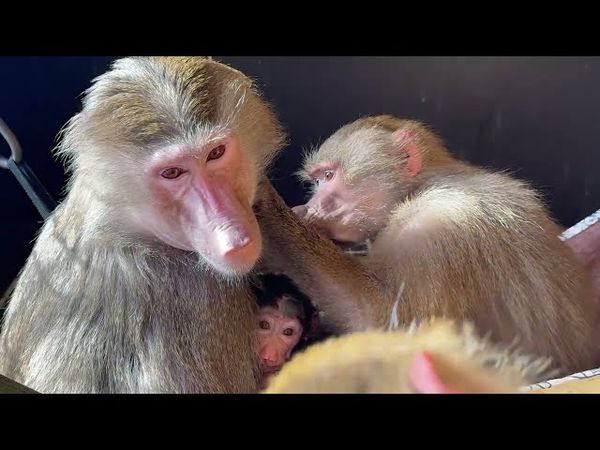 ДОЖДАЛИСЬ! Мама Лида стала доверять Анфисочку нашей Люсе, они вместе смотрят за малышкой)))