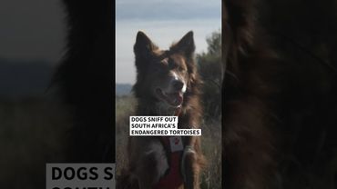 Dogs on the trail of South Africa's endangered tortoises | AFP #shorts