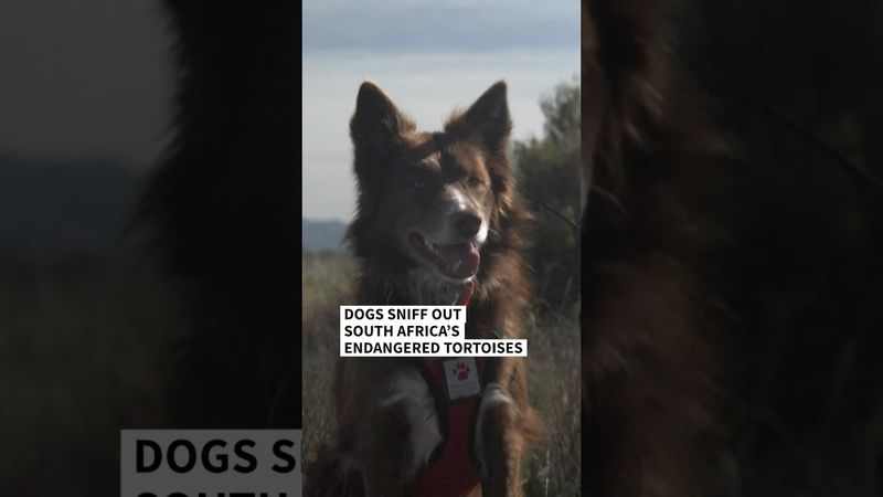 Dogs on the trail of South Africa's endangered tortoises | AFP #shorts