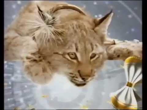 Межпрограммная заставка СТС (2004-2005) [Зимняя]