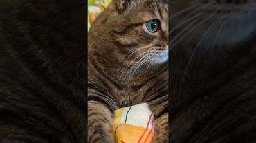 Учебный год 🙀🤔🤗🤣 #cat #кот #юмор #котушка #приколы #цитаты #смех