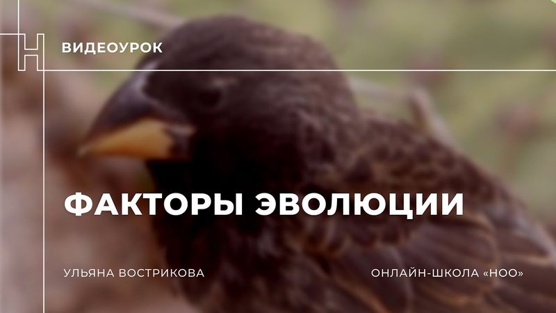 Факторы эволюции   теоретический урок