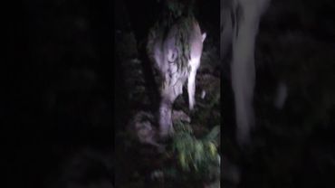 Donkey run in night #animals #donkey #youtubeshorts #donkeyrider