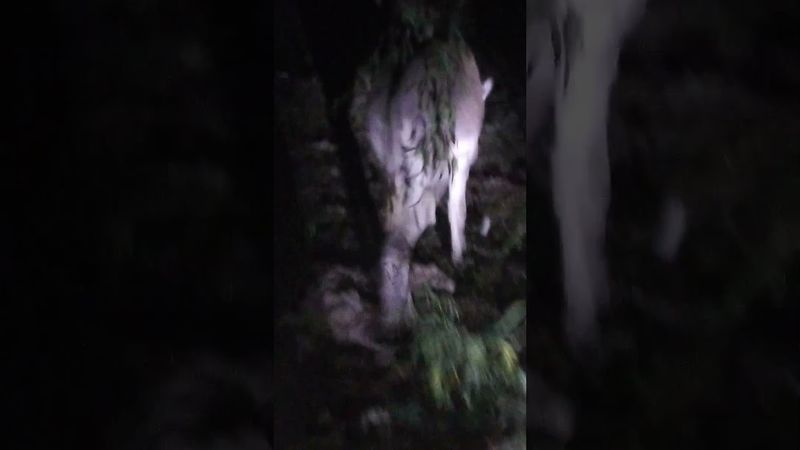 Donkey run in night #animals #donkey #youtubeshorts #donkeyrider