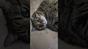 Половое влечение 🙀😻😍🤣 #cat #кот #юмор #котушка #приколы #цитаты