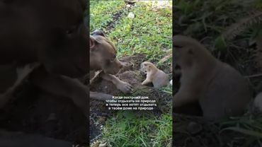 Знакомая ситуация для многих домовладельцев, не правда ли?😅 #загороднаяжизнь #загородный #shorts