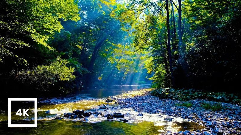 4K Forest River Nature Sounds - Gentle Stream, Birdsong & Sunlight | Relaxing Ambience for Sleep