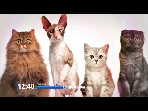 Главный котик страны" на ПБК / "Kõige tähtsam kass" PBK kanalil